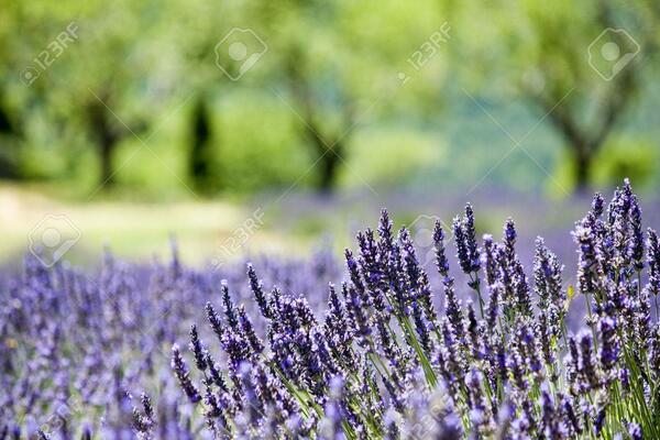 Provence